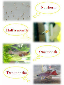 Water Plus Soil Hatch Out Fishes Medaka Killifish Eggs Top Magic Living Animal Growing Live Christmas Toys Novelties 20 Eggs/Lot